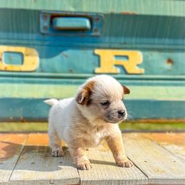 Black collar - Red speckled male Australian Cattle Dog puppy in Spokane, Washington from 4D Cattle Dogs