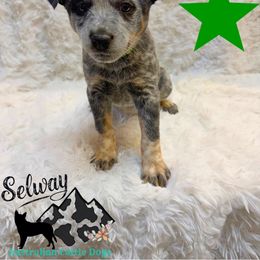 Green Collar - Blue male Australian Cattle Dog puppy in Kamiah, Idaho from Selway Australian Cattle Dogs