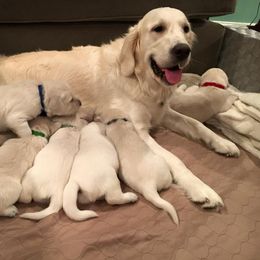 Golden Retriever Puppies from Golden Pond Retrievers