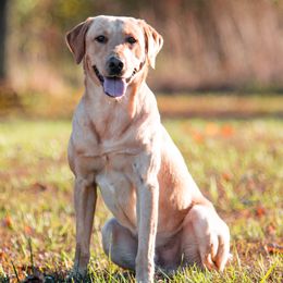 Elroy - Labrador Retriever