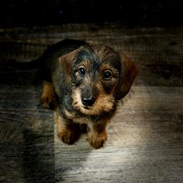 Dachshund Puppies from Royal Bloodline Canines