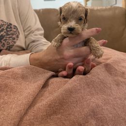 Markos - Cream male Goldendoodle puppy in Chesnee, South Carolina from Megan’s Spoiled Standards