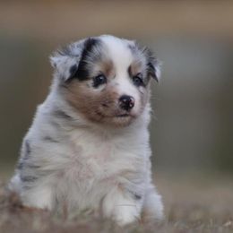 Snow - Blue merle Australian Shepherd puppy in Springville, Alabama from Cross Creek Aussies