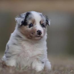 Snow - Blue merle Australian Shepherd puppy in Springville, Alabama from Cross Creek Aussies