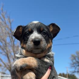 Runner - Blue mottled female Australian Cattle Dog puppy in Oberlin, Kansas from Hangin R Kennels