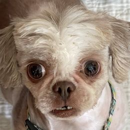 Belle - Shih Tzu