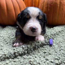 Boy 4 - Black rust and white male Bernese Mountain Dog puppy in Carlotta, California from Aunt-T’s Australian Shepherds