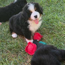 George - Black rust and white male Bernese Mountain Dog puppy in Draper, Utah from Breaking Trail Berners
