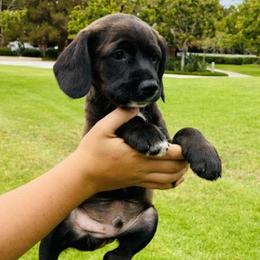 Bear - Black and white male Cocker Spaniel puppy in Santa Ana, California from American Cocker Spaniel