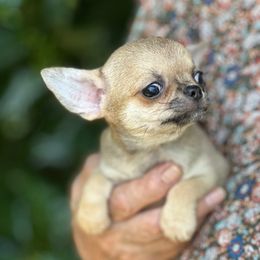 Liza - Fawn female Chihuahua puppy in Allentown, Pennsylvania from Tsunami Cockers & Chihuahuas