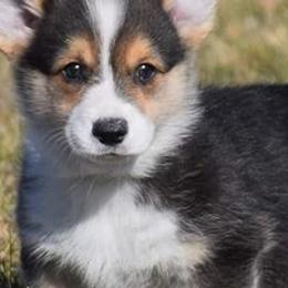 Pembroke Welsh Corgis from Pandora Corgis