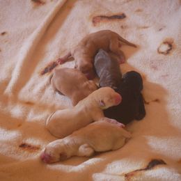 Labrador Retriever puppies from Buffalo Valley Breeders