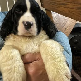 English Springer Spaniel Puppies from Foxboro Farm