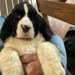 English Springer Spaniel Puppies from Foxboro Farm