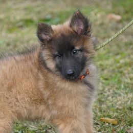 ATLAS - Mahogany and black male Belgian Tervuren puppy in South Point, Ohio from Aftershock Belgians