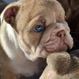 Girl 2 - Fawn and white Bulldog puppy in Norco, California from Alizah Bulldogs