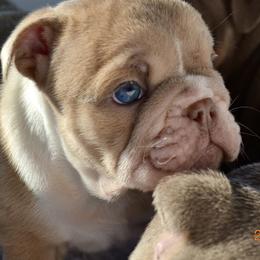 Girl 2 - Fawn and white Bulldog puppy in Norco, California from Alizah Bulldogs