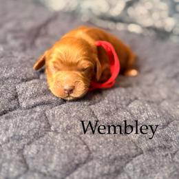 Wembley - Red male Cockapoo puppy in Alexandria, Alabama from Bright and Beautiful Cockapoos and Doodles