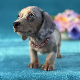 Izzy - Dapple female Dachshund puppy in Lincoln, Arkansas from Red Dirt Dachshunds