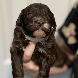 Stella - Brown and white female Aussiedoodle puppy in Columbia, Kentucky from Burton's Precious Doodles