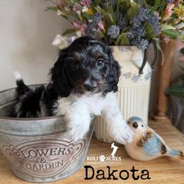 Dakota - AKC - Silky - Black and tan female Dachshund puppy in Kemp, Texas from Koli Acres