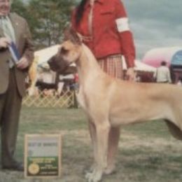 Great Danes from Carmella Jichetti