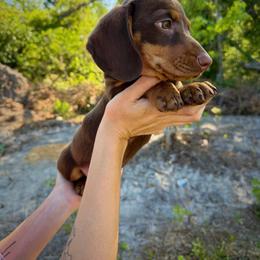 Louie - Chocolate and tan male Dachshund puppy in Waycross, Georgia from Willow Run Dachshund’s