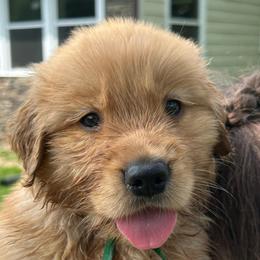 Bear (Hunter Green) - Golden male Golden Retriever puppy in Franklin, West Virginia from Wildmour K9