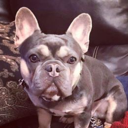 French Bulldogs from SouthernLuxe French Bulldogs