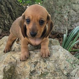 Tilly - Red female Dachshund puppy in Youngsville, Louisiana from Dandy Dachshund