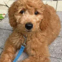 Skye - Goldendoodle