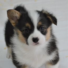 Pembroke Welsh Corgi Puppies from Smiling J Ranch Corgis