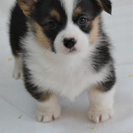 Pembroke Welsh Corgi Puppies from Smiling J Ranch Corgis