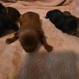 Chocolate - Chocolate female Chihuahua puppy in Clarksville, Indiana from Fabulous little paws