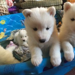 Samoyed and Shiba Inu Puppies from Wintermist Samoyeds