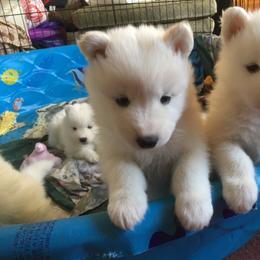 Samoyed and Shiba Inu Puppies from Wintermist Samoyeds