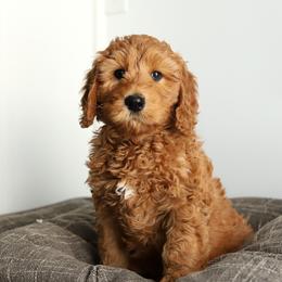 Blaze - Red male Australian Labradoodle puppy in Williamstown, New York from Lewis Manor Labradoodles