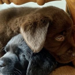 Labrador Retrievers from Siegner Nora's Labrador Retrievers