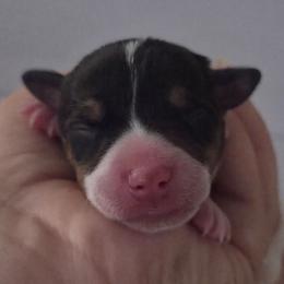 Bo - White black and tan male Rat Terrier puppy in Webb City, Missouri from Rocking 4C