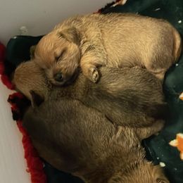 Norwich Terrier puppies from Redhead Norwich