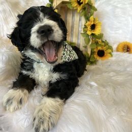 Buddy - Phantom Bernedoodle puppy in Linden, Michigan from MarmeDuke Doodles