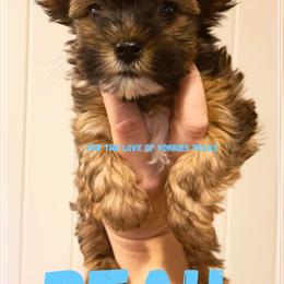 Yorkshire Terrier Puppies from For The Love of Yorkies Texas