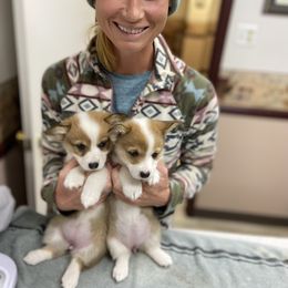 Pembroke Welsh Corgi Puppies from Loves Classic Corgis