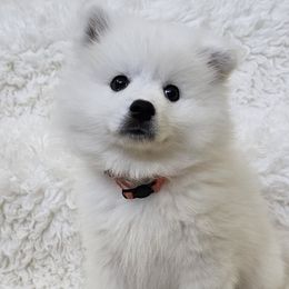 Orange - White male American Eskimo Dog puppy in Murrieta, California from SoCal American Eskimos