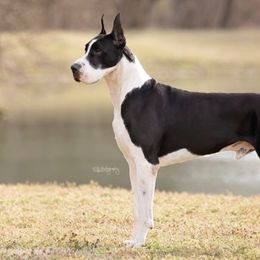 Great Danes and Greater Swiss Mountain Dogs from Debbie's Pups