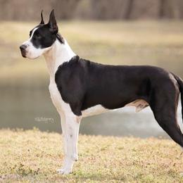 Great Danes and Greater Swiss Mountain Dogs from Debbie's Pups
