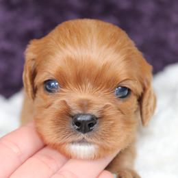 AKC Cleo - Ruby female Cavalier King Charles Spaniel puppy in Albany, Indiana from Hatz Off Puppies