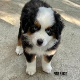 Girl 1 Poppy - Black tri female Miniature Australian Shepherd puppy in Bristow, Iowa from Pine Ridge Toy and Mini Aussies