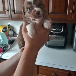 Australian Shepherd Puppies from Melick Kennels