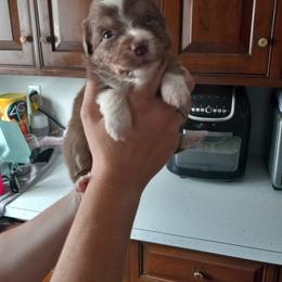 Australian Shepherd Puppies from Melick Kennels
